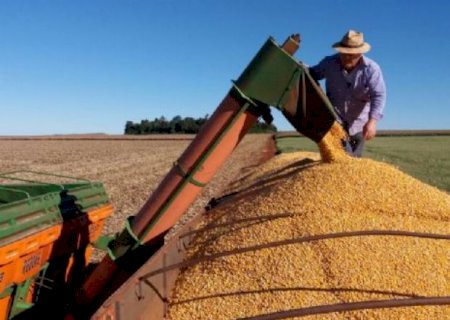 Em Aral Moreira, mais de 20% da área plantada com o milho safrinha já foram colhidas